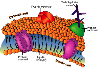 Digestion and GI Problems